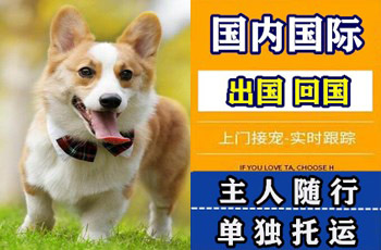 景德镇市宠物托运公司景德镇市宠物托运公司景德镇市宠物托运公司