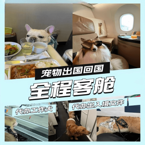 景德镇市宠物托运到白俄罗斯宠物入境规定和要求